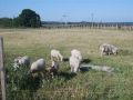 állatsimogató - birkák, bárányok